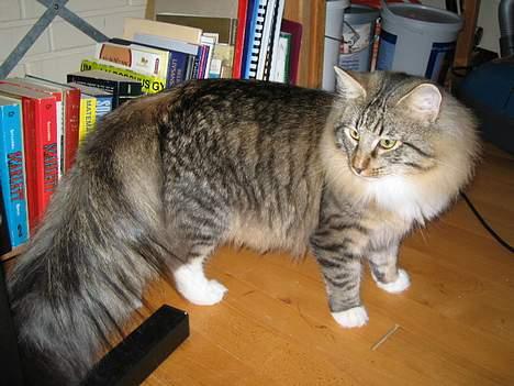 Norsk Skovkat EC. Mulle RIP billede 7