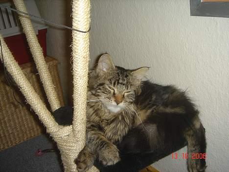 Maine Coon Nicka (DØD) billede 1