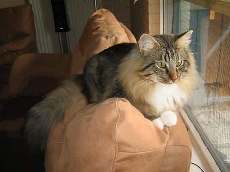 Norsk Skovkat EC. Mulle RIP billede 8