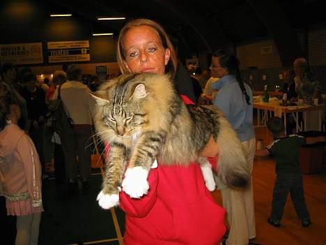 Norsk Skovkat EC. Mulle RIP billede 9