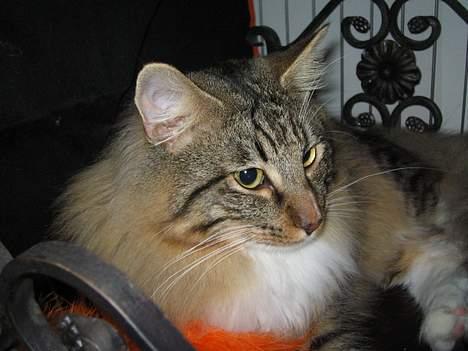 Norsk Skovkat EC. Mulle RIP billede 10