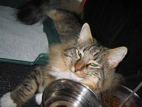 Norsk Skovkat EC. Mulle RIP billede 11