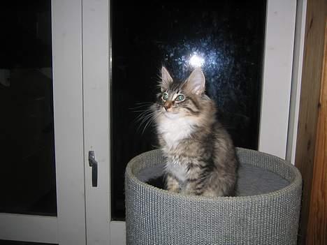 Norsk Skovkat EC. Mulle RIP billede 12