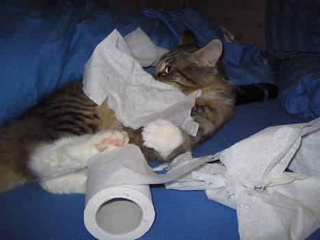 Norsk Skovkat EC. Mulle RIP billede 13