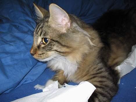 Norsk Skovkat EC. Mulle RIP billede 14