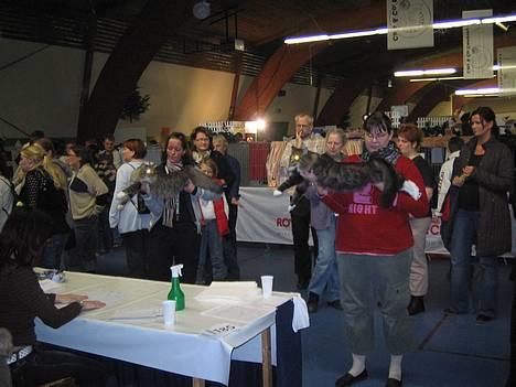 Norsk Skovkat EC. Mulle RIP billede 15