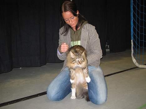 Norsk Skovkat EC. Mulle RIP billede 16