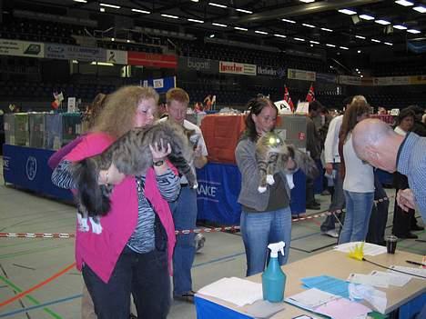 Norsk Skovkat EC. Mulle RIP billede 17