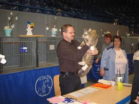 Norsk Skovkat EC. Mulle RIP billede 18