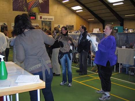 Norsk Skovkat EC. Mulle RIP billede 19