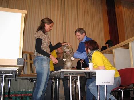 Norsk Skovkat EC. Mulle RIP billede 20