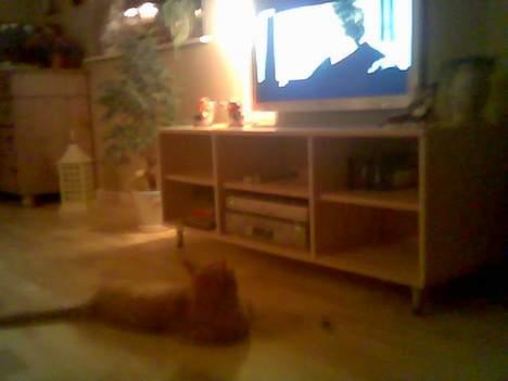 Huskat Morris R.I.P - Her ser Morris ´´Ringenes herre´´ det er spændene.. billede 19