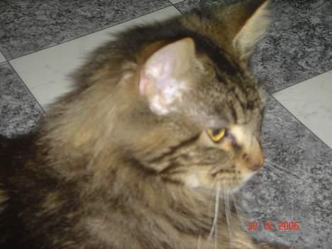 Maine Coon Nicka (DØD) billede 4