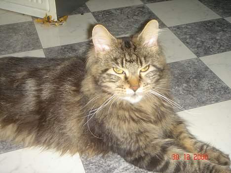 Maine Coon Nicka (DØD) billede 5