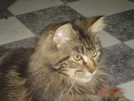 Maine Coon Nicka (DØD) billede 6