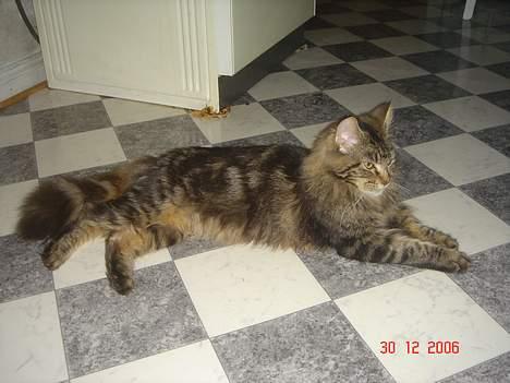 Maine Coon Nicka (DØD) billede 7