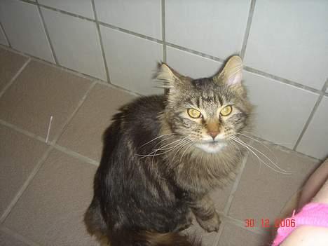 Maine Coon Nicka (DØD) billede 8