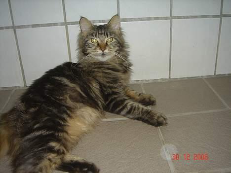 Maine Coon Nicka (DØD) billede 9