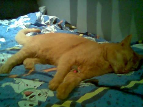 Huskat Morris R.I.P - ´´Jule Aften´´ Morris gik kold efter gaverne.. billede 20