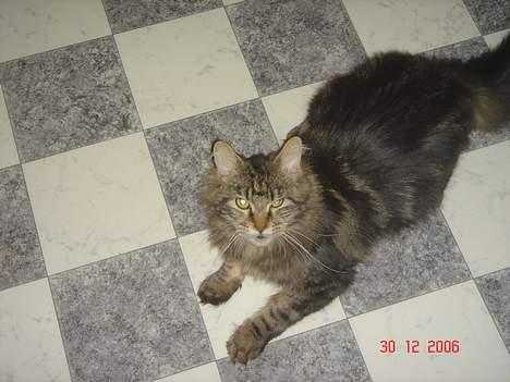 Maine Coon Nicka (DØD) billede 10