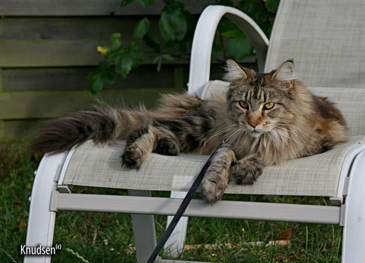 Maine Coon Cassiopeia - 09/07-08 billede 15