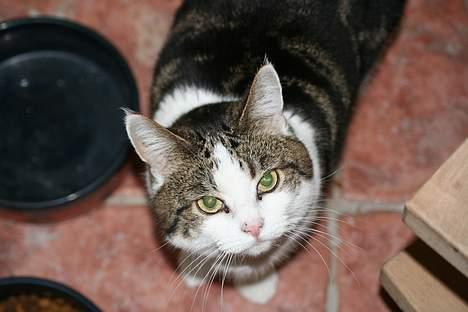 Huskat Sille billede 1