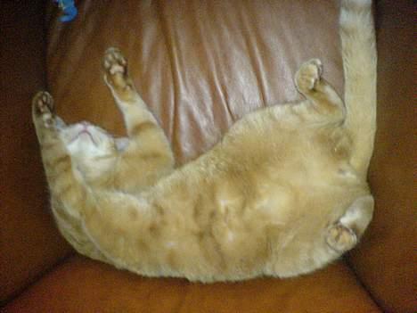 Huskat bimmer  billede 7