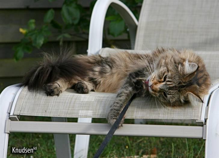 Maine Coon Cassiopeia - 09/07-08 billede 16