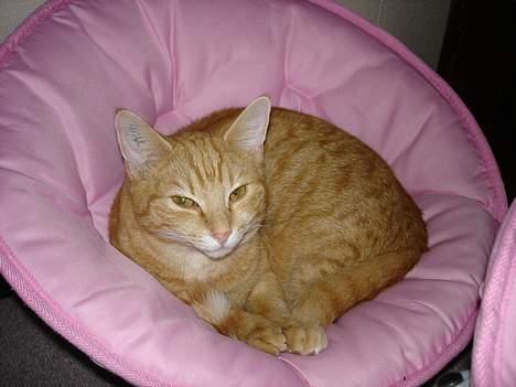 Huskat bimmer  billede 8