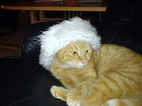 Huskat bimmer  billede 9