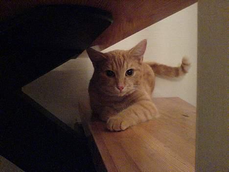 Huskat bimmer  billede 10