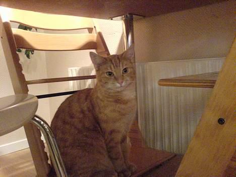 Huskat bimmer  billede 11