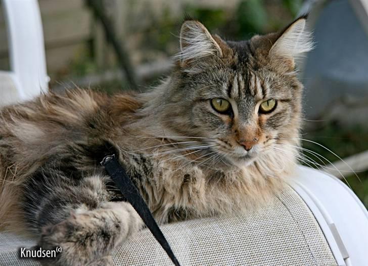 Maine Coon Cassiopeia - 09/07-08 billede 17