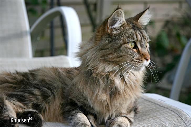 Maine Coon Cassiopeia - 09/07-08 billede 18