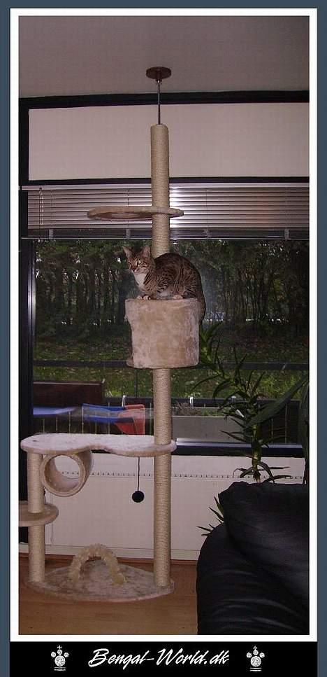 Bengal : Ricco  - Ricco er glad for det kattemiljø vi købte på Qxl :-) billede 18