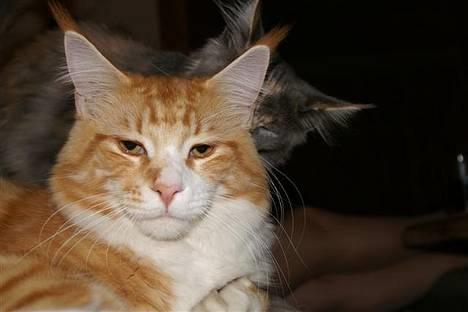 Maine Coon IC President of Koi Pond billede 1