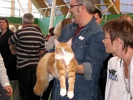 Maine Coon IC President of Koi Pond billede 2