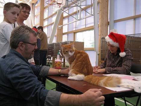 Maine Coon IC President of Koi Pond billede 3