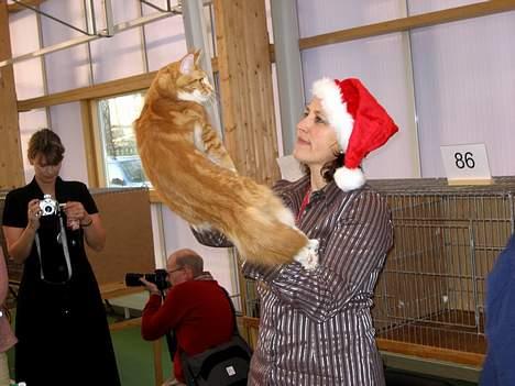 Maine Coon IC President of Koi Pond billede 4