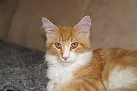 Maine Coon IC President of Koi Pond billede 5