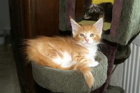 Maine Coon IC President of Koi Pond billede 6