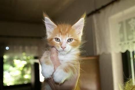 Maine Coon IC President of Koi Pond billede 7