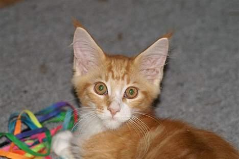 Maine Coon IC President of Koi Pond billede 8