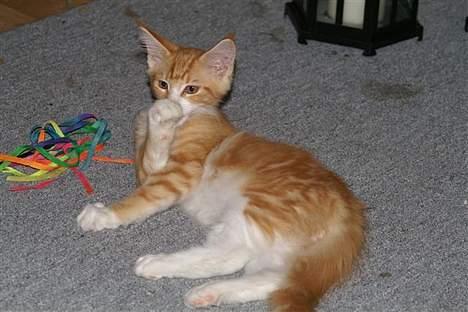 Maine Coon IC President of Koi Pond billede 9