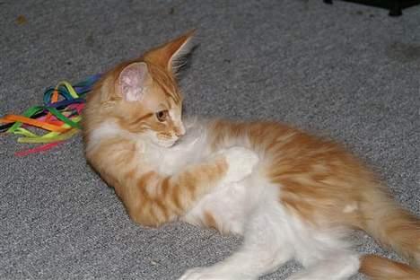 Maine Coon IC President of Koi Pond billede 10