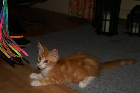 Maine Coon IC President of Koi Pond billede 11