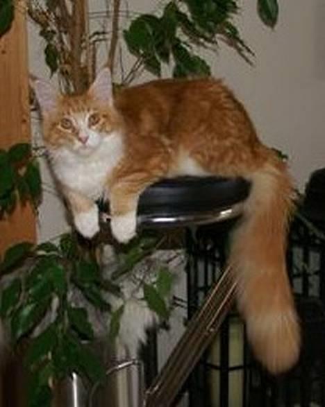 Maine Coon IC President of Koi Pond billede 12