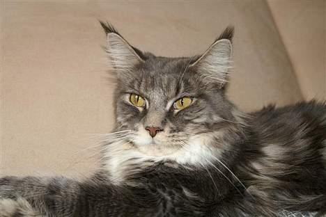 Maine Coon Flying Stars Blue Dream billede 1