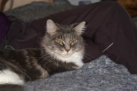 Maine Coon Flying Stars Blue Dream billede 2