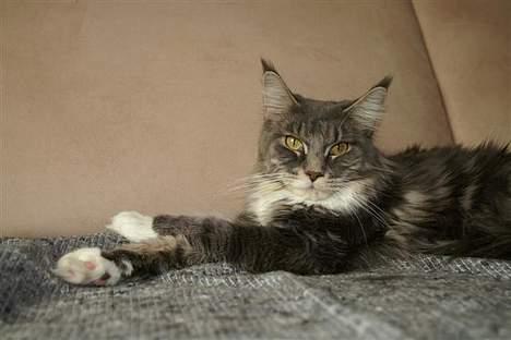 Maine Coon Flying Stars Blue Dream billede 3